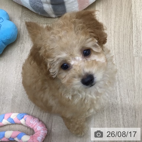 福島県のトイプードル(トイ) (ペットプラス 福島店/2026年5月27日生まれ/男の子/オレンジフォーン)の子犬の4枚目の画像