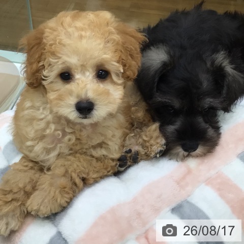 福島県のトイプードル(トイ) (ペットプラス 福島店/2026年5月27日生まれ/男の子/オレンジフォーン)の子犬の3枚目の画像