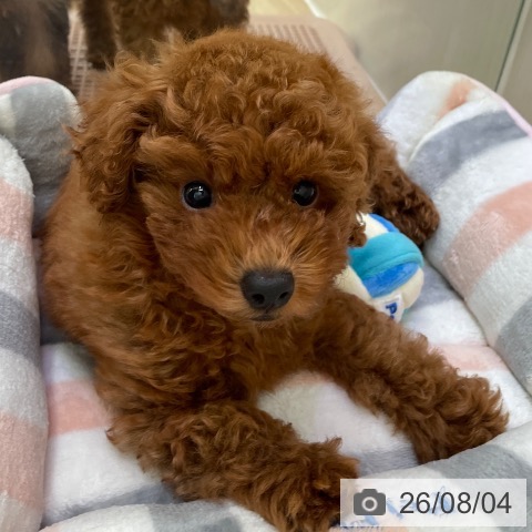 東京都のトイプードル(トイ) (ペットプラス 東久留米店/2026年5月24日生まれ/男の子/レッド)の子犬の4枚目の画像