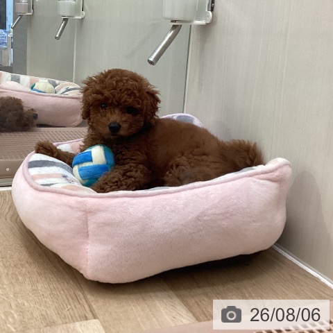 東京都のトイプードル(トイ) (ペットプラス 東久留米店/2026年5月24日生まれ/男の子/レッド)の子犬の3枚目の画像