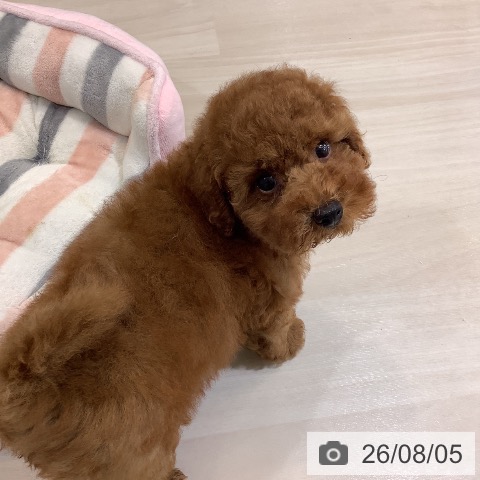 埼玉県のトイプードル(トイ) (ペットプラス クレアモール川越店/2026年5月24日生まれ/男の子/レッド)の子犬の4枚目の画像