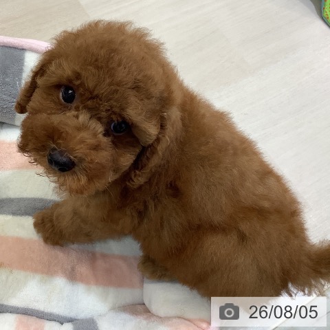 埼玉県のトイプードル(トイ) (ペットプラス クレアモール川越店/2026年5月24日生まれ/男の子/レッド)の子犬の3枚目の画像