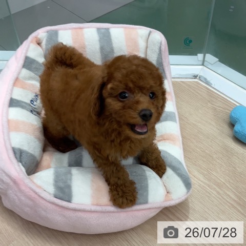 トイ・プードルの写真