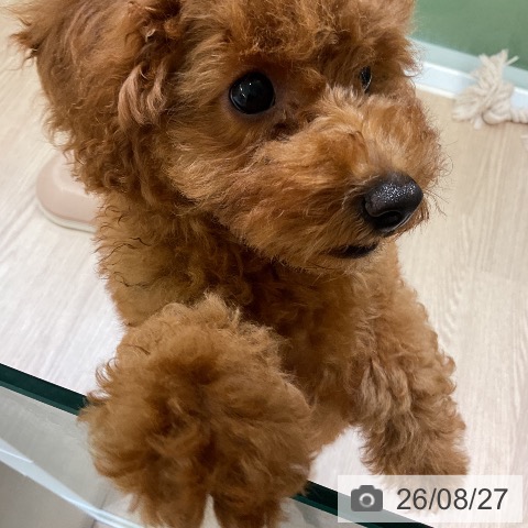 埼玉県のトイプードル(トイ) (ペットプラス 上尾店/2026年5月24日生まれ/女の子/レッド)の子犬の3枚目の画像