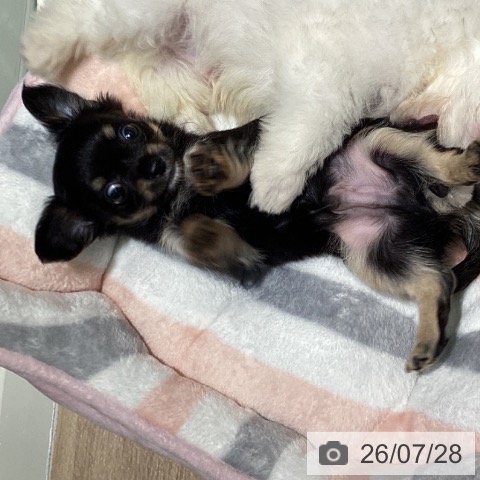 チワワの写真