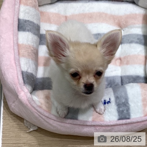 岩手県のチワワ(ロング) (ペットプラス 盛岡南店/2026年5月27日生まれ/女の子/クリーム)の子犬の4枚目の画像