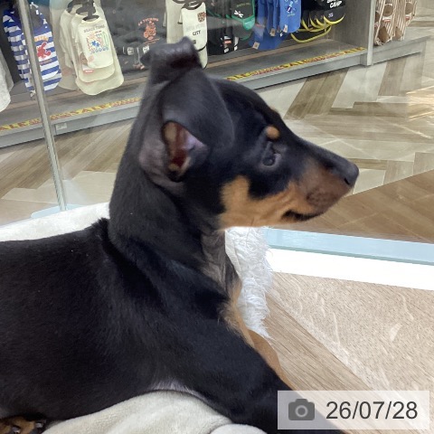 福島県のミニチュアピンシャー (ペットプラス 福島店/2026年5月27日生まれ/男の子/ブラックタン)の子犬の3枚目の画像