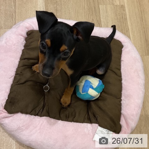 ミニチュア・ピンシャーの写真