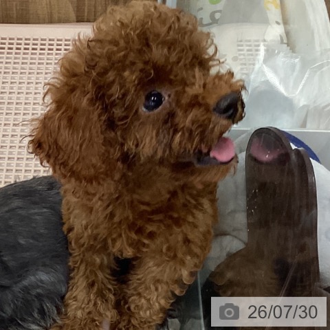 茨城県のトイプードル(トイ) (ペッツワン つくば店/2026年5月22日生まれ/男の子/レッド)の子犬の4枚目の画像