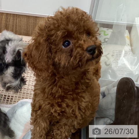 茨城県のトイプードル(トイ) (ペッツワン つくば店/2026年5月22日生まれ/男の子/レッド)の子犬の3枚目の画像