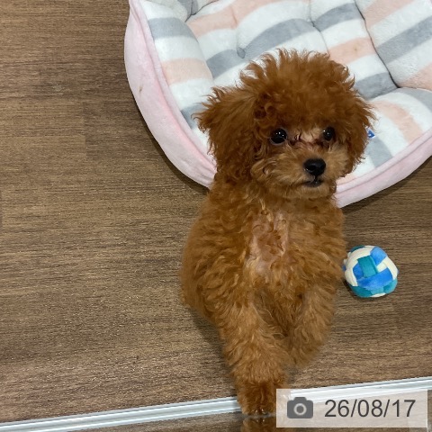 埼玉県のトイプードル(トイ) (ペッツワン 吉川美南店/2026年5月22日生まれ/男の子/レッド)の子犬の3枚目の画像