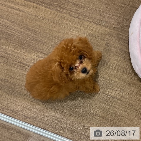 埼玉県のトイプードル(トイ) (ペッツワン 吉川美南店/2026年5月22日生まれ/男の子/レッド)の子犬の3枚目の画像