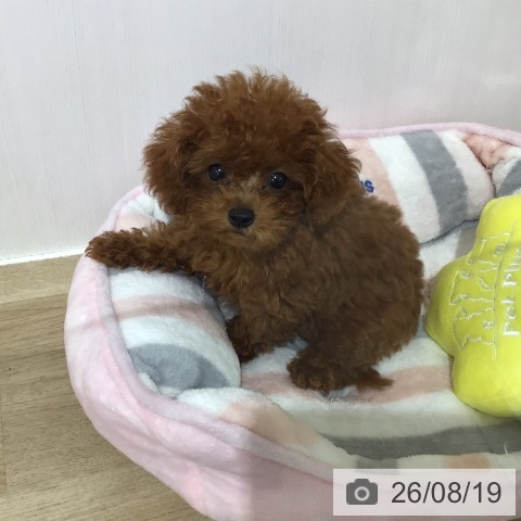埼玉県のトイプードル(トイ) (ペットプラス 所沢店/2026年5月22日生まれ/男の子/レッド)の子犬の3枚目の画像
