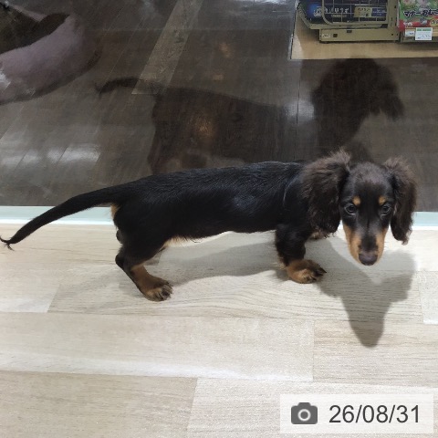 ミニチュア・ダックスフンドの写真