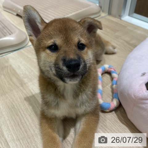 長野県の柴犬(標準サイズ) (ペットプラス 須坂店/2026年5月27日生まれ/男の子/赤)の子犬の4枚目の画像