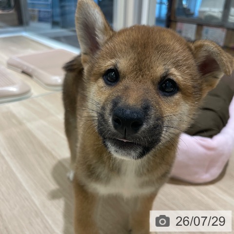 長野県の柴犬(標準サイズ) (ペットプラス 須坂店/2026年5月27日生まれ/男の子/赤)の子犬の3枚目の画像
