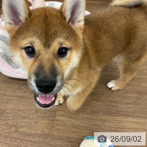 茨城県の柴犬(標準サイズ) (ペッツワン 阿見店/2026年5月27日生まれ/男の子/赤)の子犬の4枚目の画像