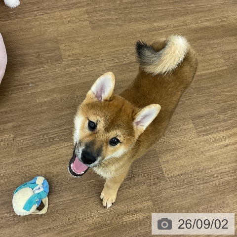 茨城県の柴犬(標準サイズ) (ペッツワン 阿見店/2026年5月27日生まれ/男の子/赤)の子犬の3枚目の画像