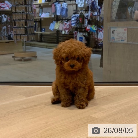 東京都のトイプードル(トイ) (ペットプラス アクアシティお台場店/2026年5月24日生まれ/男の子/レッド)の子犬の4枚目の画像
