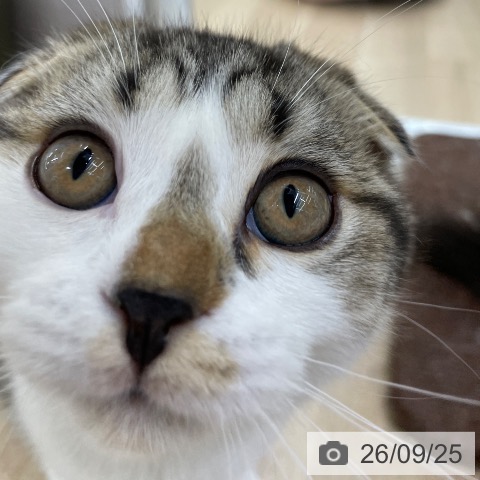 スコティッシュフォールドの写真