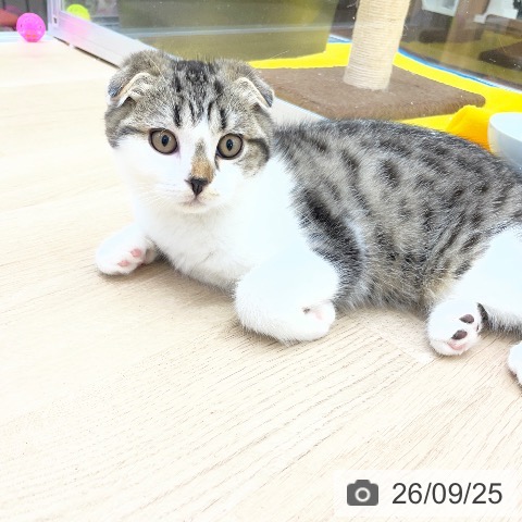 スコティッシュフォールドの写真