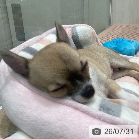 宮城県のチワワ(ロング) (ペットプラス 仙台上杉店/2026年5月26日生まれ/男の子/セーブルホワイト)の子犬の4枚目の画像