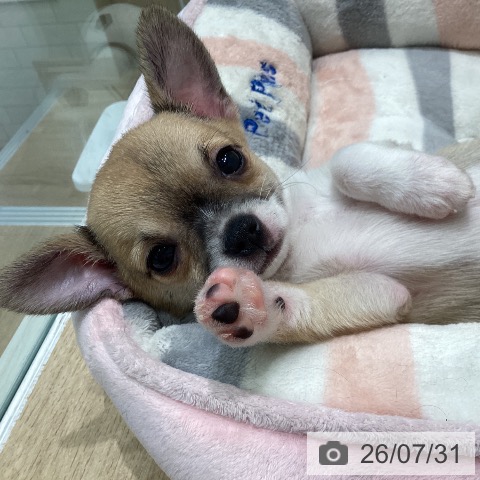 宮城県のチワワ(ロング) (ペットプラス 仙台上杉店/2026年5月26日生まれ/男の子/セーブルホワイト)の子犬の3枚目の画像