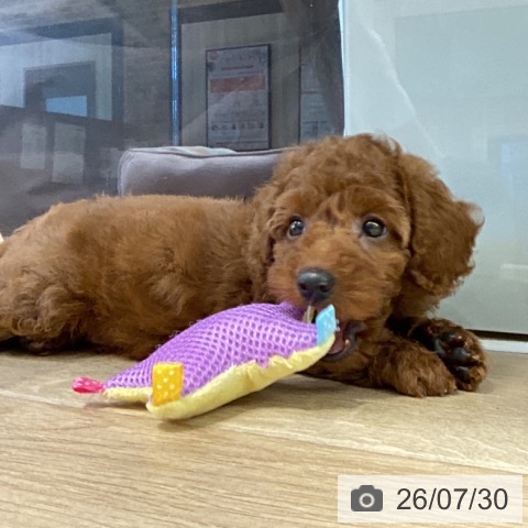 神奈川県のトイプードル(トイ) (ペットプラス 座間店/2026年5月28日生まれ/男の子/レッド)の子犬の4枚目の画像