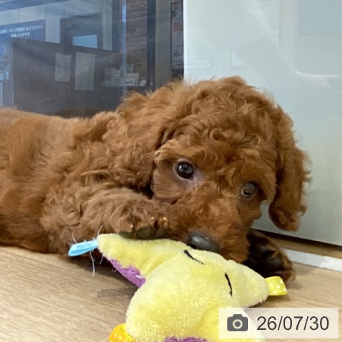 神奈川県のトイプードル(トイ) (ペットプラス 座間店/2026年5月28日生まれ/男の子/レッド)の子犬の3枚目の画像