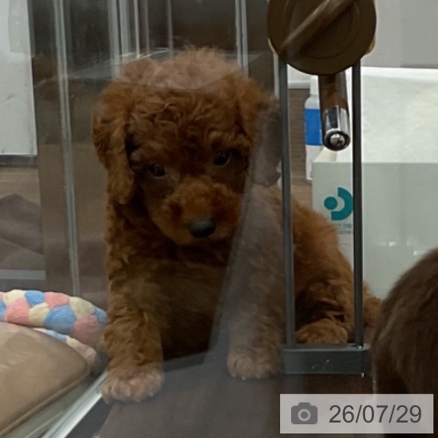 埼玉県のトイプードル(トイ) (ペッツワン 吉川美南店/2026年5月28日生まれ/男の子/レッド)の子犬の3枚目の画像
