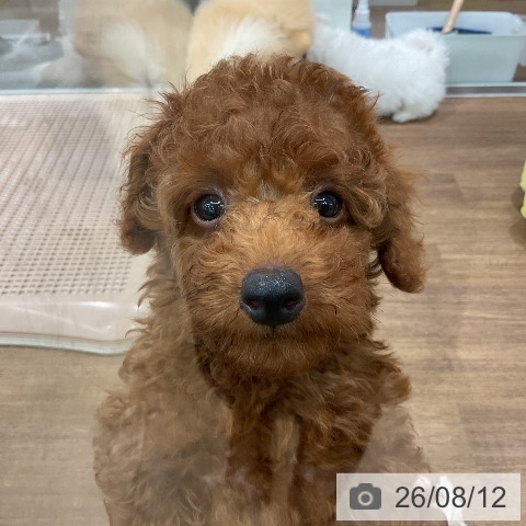 埼玉県のトイプードル(トイ) (ペッツワン 吉川美南店/2026年5月28日生まれ/男の子/レッド)の子犬の3枚目の画像