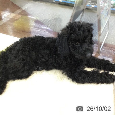 埼玉県のトイプードル(トイ) (ペットプラス 所沢店/2026年5月28日生まれ/女の子/ブラック)の子犬の4枚目の画像
