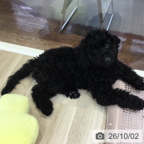 埼玉県のトイプードル(トイ) (ペットプラス 所沢店/2026年5月28日生まれ/女の子/ブラック)の子犬の4枚目の画像