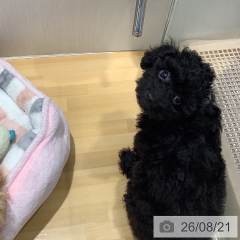 山梨県のトイプードル(トイ) (ペットプラス 甲府昭和店/2026年5月28日生まれ/女の子/ブラック)の子犬の4枚目の画像