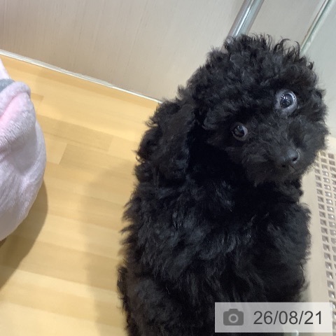 山梨県のトイプードル(トイ) (ペットプラス 甲府昭和店/2026年5月28日生まれ/女の子/ブラック)の子犬の3枚目の画像