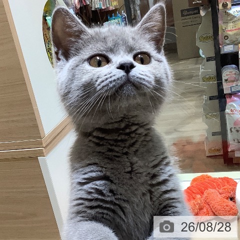 埼玉県のブリティッシュショートヘアー (ペットプラス クレアモール川越店/2026年5月22日生まれ/女の子/ブルー)の子猫の3枚目の画像