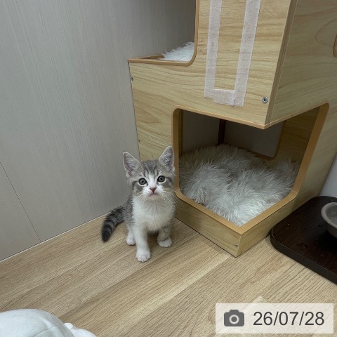 長野県のスコティッシュフォールド (ペットプラス 須坂店/2026年5月28日生まれ/男の子/ブルータビーホワイト)の子猫の4枚目の画像