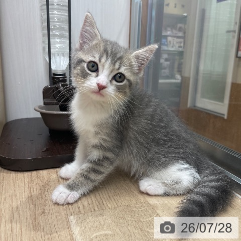長野県のスコティッシュフォールド (ペットプラス 須坂店/2026年5月28日生まれ/男の子/ブルータビーホワイト)の子猫の3枚目の画像