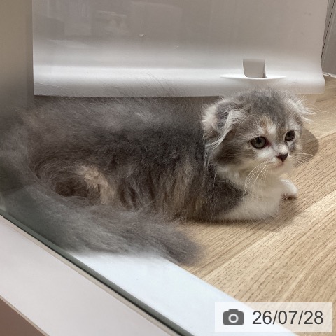 埼玉県のスコティッシュフォールド (ペットプラス ピオニウォーク東松山店/2026年5月28日生まれ/女の子/ダイリュートキャリコ)の子猫の3枚目の画像