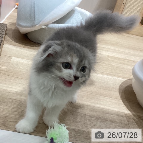 スコティッシュフォールドの写真