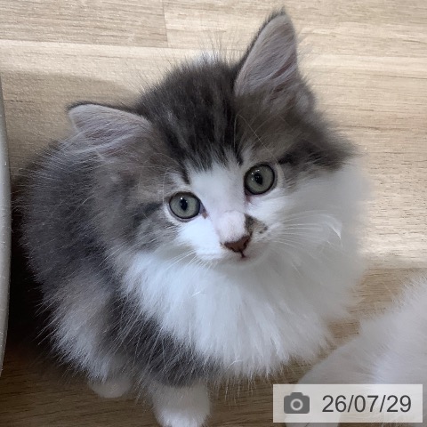 東京都のサイベリアン (ペットプラス 日の出店/2026年5月25日生まれ/男の子/ブルータビーホワイト)の子猫の4枚目の画像