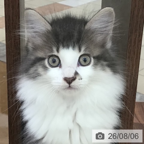 東京都のサイベリアン (ペットプラス 日の出店/2026年5月25日生まれ/男の子/ブルータビーホワイト)の子猫の3枚目の画像