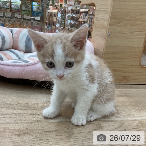 群馬県のスコティッシュフォールド (ペットプラス 前橋店/2026年5月24日生まれ/男の子/クリームタビーホワイト)の子猫の4枚目の画像