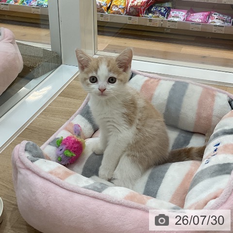 スコティッシュフォールドの写真