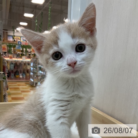 群馬県のスコティッシュフォールド (ペットプラス 前橋店/2026年5月24日生まれ/男の子/クリームタビーホワイト)の子猫の3枚目の画像