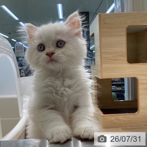 宮城県のスコティッシュフォールド (ペットプラス 仙台泉大沢店/2026年5月19日生まれ/男の子/クリームタビーホワイト)の子猫の4枚目の画像