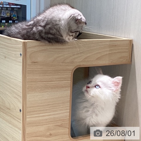 宮城県のスコティッシュフォールド (ペットプラス 仙台泉大沢店/2026年5月19日生まれ/男の子/クリームタビーホワイト)の子猫の3枚目の画像
