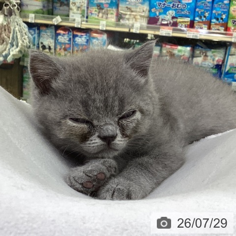 山梨県のブリティッシュショートヘアー (ペットプラス 甲府昭和店/2026年5月24日生まれ/男の子/ブルー)の子猫の4枚目の画像