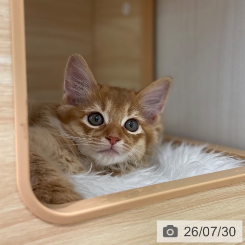 東京都のソマリ (ペットプラス 大井町トラックス店/2026年5月27日生まれ/女の子/レッド)の子猫の4枚目の画像