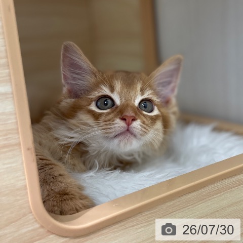 東京都のソマリ (ペットプラス 大井町トラックス店/2026年5月27日生まれ/女の子/レッド)の子猫の3枚目の画像